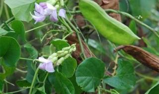 豆荚是豆科植物的什么 豆科植物有哪些